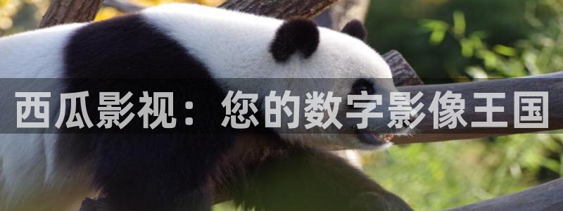 神马电影第九放映员院